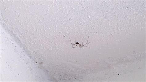 天花板有蜘蛛